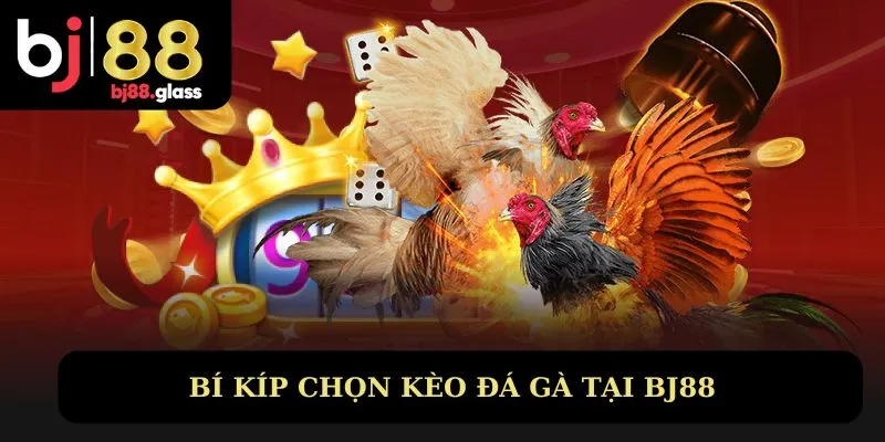 Cách chơi gà đá trên mạng - Bí kíp chọn kèo chuẩn