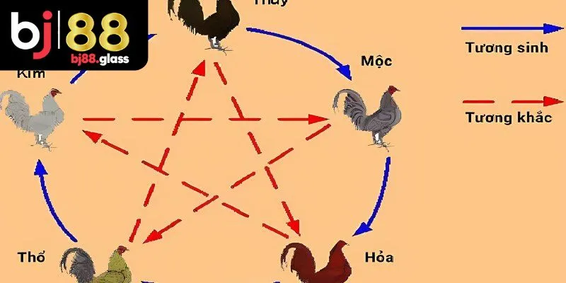 Xem màu mạng gà đá theo ngũ hành